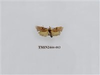 藏品(凸緣苔蛾)的圖片